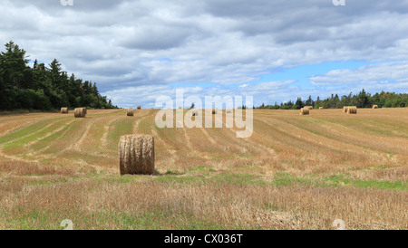 Rolling Hills - Heuballen auf einem offenen Feld verstreut. Stockfoto