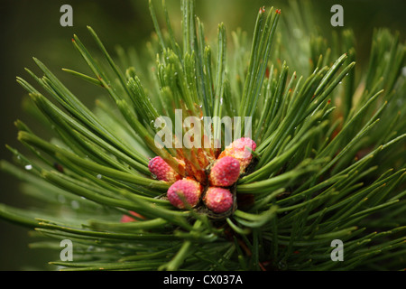 Nahaufnahme von Tannenzweig Stockfoto