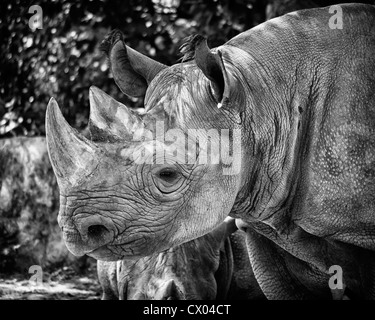 Nashorn im Zoo von Kansas City Stockfoto