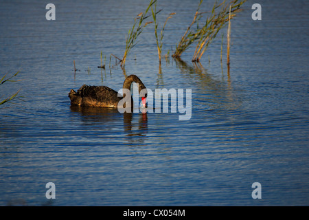 Black Swan Cygnus olor Fütterung auf dem Wasser Stockfoto