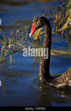 Black Swan Cygnus olor schwimmen auf dem Wasser mit Feuchtgebiet Schilf im Hintergrund Stockfoto