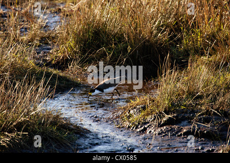 Sporn-winged Plover maskierte Kiebitz Vanellus Novaehollandiae Fütterung in seichten Kanal im Feuchtgebiet unter Gräser Stockfoto