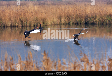 Zwei schwarze Schwäne Cygnus olor auf dem Wasser landen Stockfoto