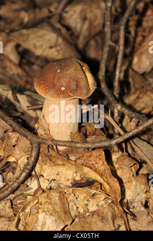Jungen Sommer Pilze wachsen in den Wald Stockfoto