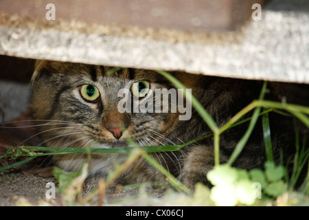 Norwegische Waldkatze Stockfoto