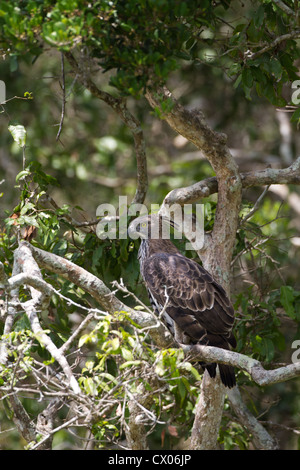 Veränderbare Hawk-Eagle oder Crested Hawk-Adler (Nisaetus Cirrhatus) Stockfoto