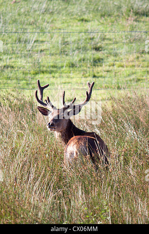 Rotwild-Hirsch im langen Rasen Stockfoto