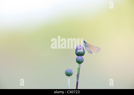Großen Skipper auf Distel Blume Stockfoto