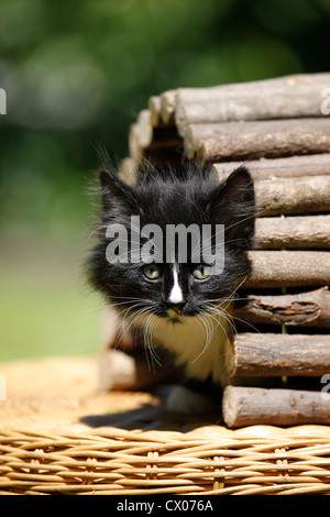 Norwegische Waldkatze Stockfoto