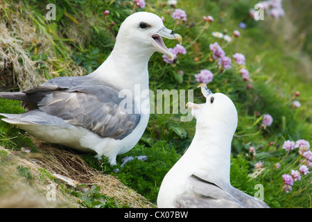 Eissturmvögel Fulmarus Cyclopoida Stockfoto