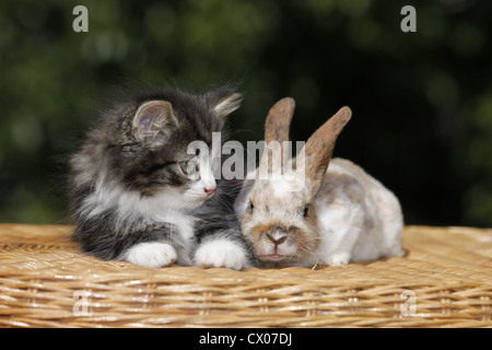 Kätzchen und Kaninchen Stockfoto