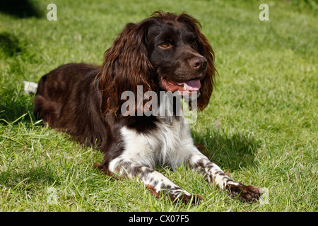 kleines Munsterlander Hund Stockfoto