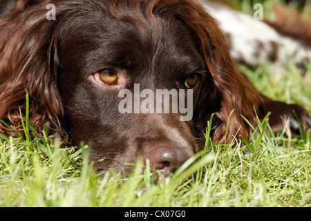 kleines Munsterlander Hund Stockfoto