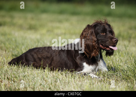 kleines Munsterlander Hund Stockfoto