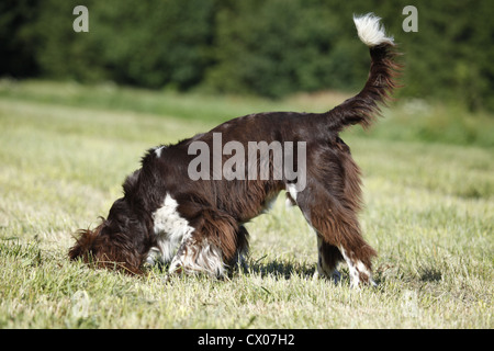 kleines Munsterlander Hund Stockfoto