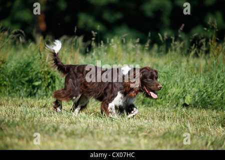 kleines Munsterlander Hund Stockfoto