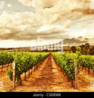 Foto von Trauben Tal, Erntezeit, wunderschönen Sonnenuntergang über Weinberg, Pflanzung von Früchten, Weingut Bauernhof, Herbst Hintergrund Stockfoto