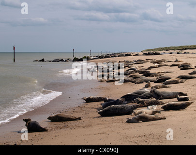 Seehunde, Phoca Vitulina, Happisburgh Winterton Beach, Norfolk, Großbritannien Stockfoto