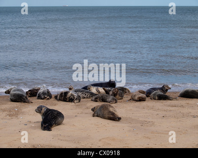 Seehunde, Phoca Vitulina, Happisburgh Winterton Beach, Norfolk, Großbritannien Stockfoto