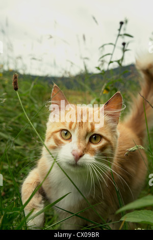 Nahaufnahme von einem Tiger gestreifte Katze schlich im Freien in hohen grünen Rasen Stockfoto