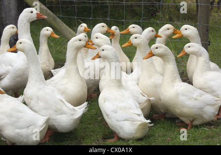 eine Herde von Aylesbury Enten auf Buckinghamshire klein halten Stockfoto