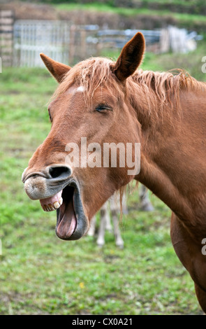 Pferde Wiehern. Pyrenäen. Spanien Stockfoto