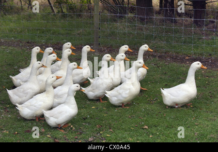 eine Herde von Aylesbury Enten auf Buckinghamshire klein halten Stockfoto