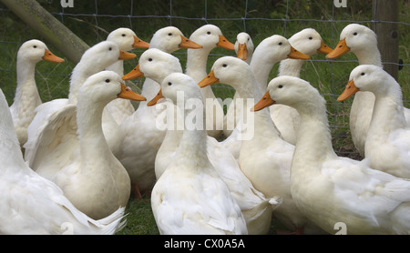 eine Herde von Aylesbury Enten auf Buckinghamshire klein halten Stockfoto