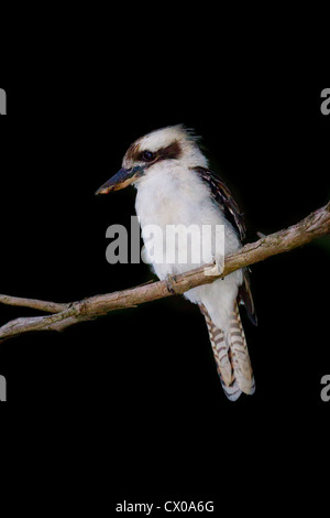 Lachende Kookaburra auf einem Ast nur nach Einbruch der Dunkelheit Stockfoto