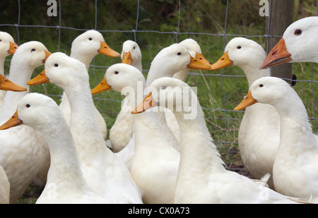 eine Herde von Aylesbury Enten auf Buckinghamshire klein halten Stockfoto