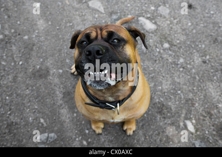 Olde English Bulldog sucht gerade nach oben, während sitzen Stockfoto