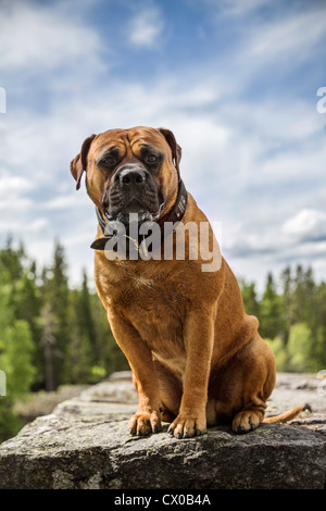Porträt eines alten englischen Bulldogge sitzt auf einem Felsen mit Wald im Hintergrund Stockfoto
