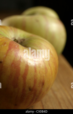 Bild: Steve Race - frisch gepflückten Bramley Sämling Äpfel (Malus Domestica). Stockfoto