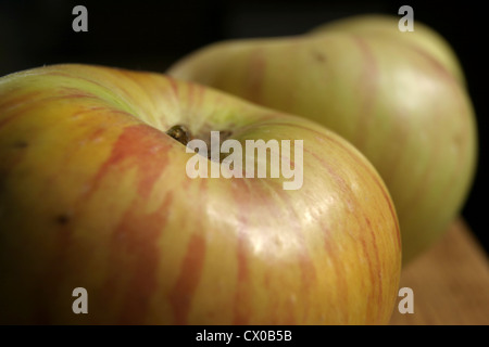 Bild: Steve Race - frisch gepflückten Bramley Sämling Äpfel (Malus Domestica). Stockfoto