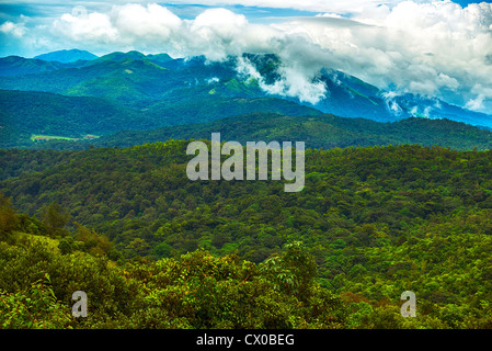 Grüne Feder Natur blüht in Richtung Berggipfel Stockfoto