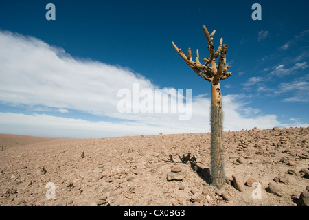 Kandelaber-Kaktus (Browningia Candelaris) in der Atacamawüste, Chile Stockfoto