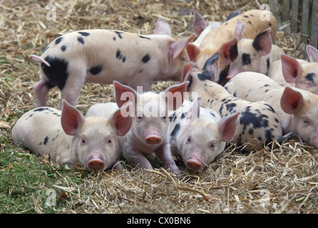 Ein Wurf von freigezüchteten Gloucester Old-Spot-Ferkeln Stockfoto