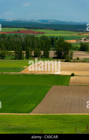 Landschaft, archäologische Stätte von Clunia Sulpicia, Burgos, Castilla y Leon, Spanien, Europa. Stockfoto