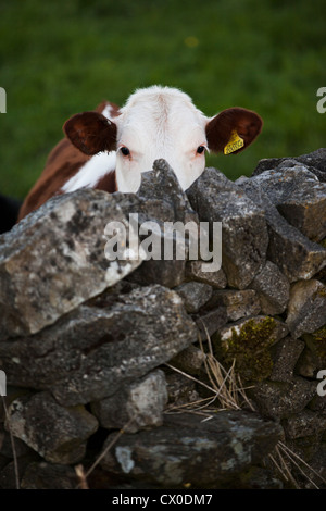Kuh in einem Feld mit Blick auf eine Steinmauer. Peak District. Derbyshire. Vereinigtes Königreich. Stockfoto