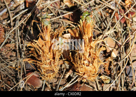 Kiefer Kegel gegessen durch rote Eichhörnchen Sciurus vulgaris Stockfoto