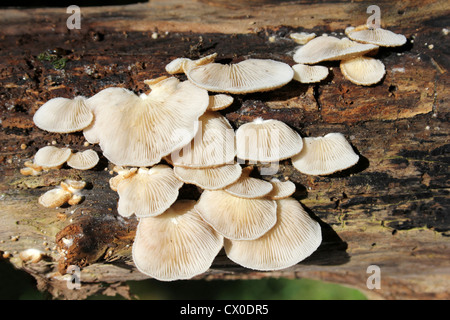 Bitter Oysterling Panellus stipticus Stockfoto