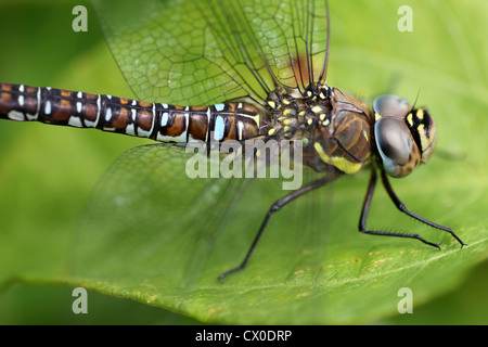 Migrationshintergrund Hawker Aeshna mixta Stockfoto