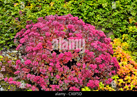 Alpine Pflanzen in voller Blüte, Greater Sudbury, Ontario, Kanada Stockfoto