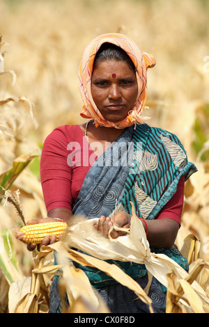 Ländliche Frau Maisernte Andhra Pradesh in Indien Stockfoto