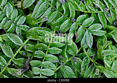 Mattierte Blätter im Alpengarten, Greater Sudbury, Ontario, Kanada Stockfoto