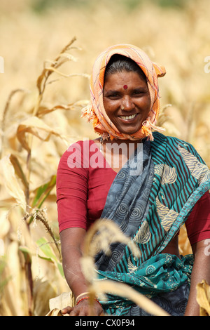 Ländliche Frau Maisernte Andhra Pradesh in Indien Stockfoto