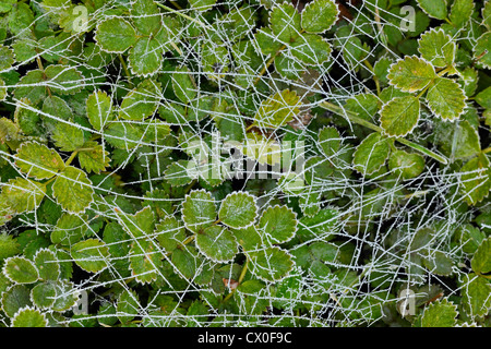 Mattierte Blätter im Alpengarten, Greater Sudbury, Ontario, Kanada Stockfoto