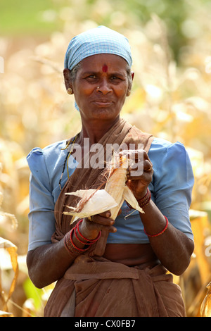 Ländliche Frau Maisernte Andhra Pradesh in Indien Stockfoto