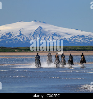 Reiten am Longufjordur, Snaefellsjökull-Gletscher im Hintergrund Snaefellsnes Halbinsel, Island Stockfoto