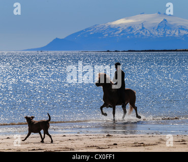 Reiten am Longufjordur, Snaefellsjökull-Gletscher im Hintergrund Snaefellsnes Halbinsel, Island Stockfoto